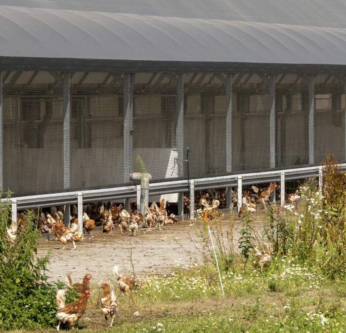 Kippen lopen buiten naast het hok.